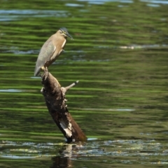 Butorides striata (Striated Heron) at Cranbrook, QLD - 21 Jun 2020 by TerryS