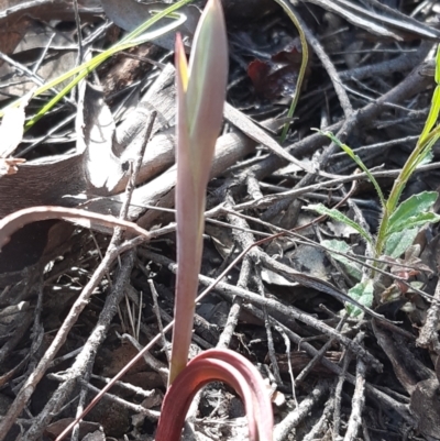 Calochilus sp. (A Beard Orchid) at Black Mountain - 13 Sep 2021 by mlech