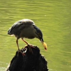 Butorides striata (Striated Heron) at Cranbrook, QLD - 1 Dec 2019 by TerryS