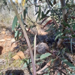 Calochilus sp. at Downer, ACT - 14 Sep 2021