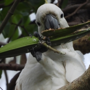 Cacatua galerita at Cranbrook, QLD - 14 Jan 2020