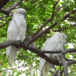 Cacatua galerita at Cranbrook, QLD - 3 Aug 2019 02:36 PM