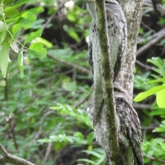Podargus strigoides (Tawny Frogmouth) at Cranbrook, QLD - 26 Feb 2020 by TerryS