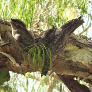 Podargus strigoides at Cranbrook, QLD - 18 Nov 2019 07:59 AM