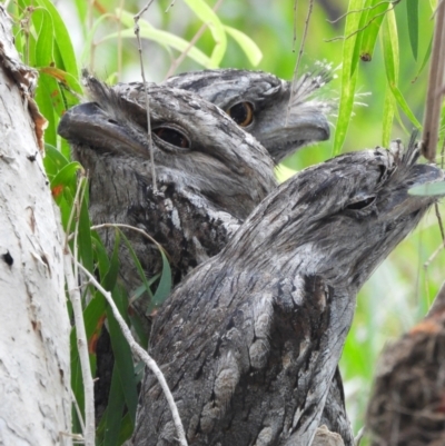 Podargus strigoides (Tawny Frogmouth) at Cranbrook, QLD - 13 Jan 2020 by TerryS