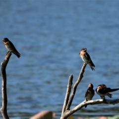 Hirundo neoxena (Welcome Swallow) at Cranbrook, QLD - 8 Nov 2019 by TerryS