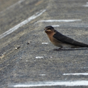 Hirundo neoxena at Cranbrook, QLD - 2 Oct 2019