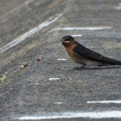 Hirundo neoxena (Welcome Swallow) at Cranbrook, QLD - 2 Oct 2019 by TerryS