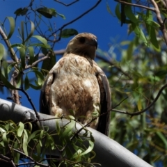 Haliastur sphenurus (Whistling Kite) at Cranbrook, QLD - 7 Aug 2019 by TerryS