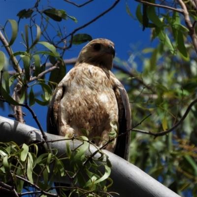 Haliastur sphenurus (Whistling Kite) at Cranbrook, QLD - 7 Aug 2019 by TerryS