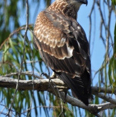 Haliastur indus (Brahminy Kite) at Cranbrook, QLD - 2 Jan 2020 by TerryS