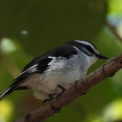 Poecilodryas superciliosa (White-browed Robin) at Cranbrook, QLD - 17 Sep 2019 by TerryS