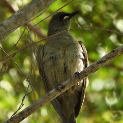 Stomiopera unicolor (White-gaped Honeyeater) at Cranbrook, QLD - 4 Dec 2019 by TerryS