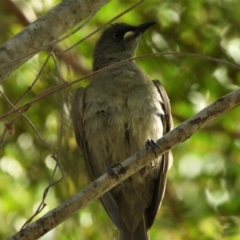 Stomiopera unicolor (White-gaped Honeyeater) at Cranbrook, QLD - 3 Dec 2019 by TerryS