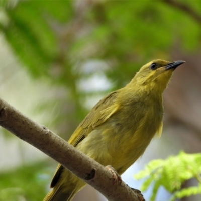 Stomiopera flava (Yellow Honeyeater) at Cranbrook, QLD - 12 Sep 2020 by TerryS