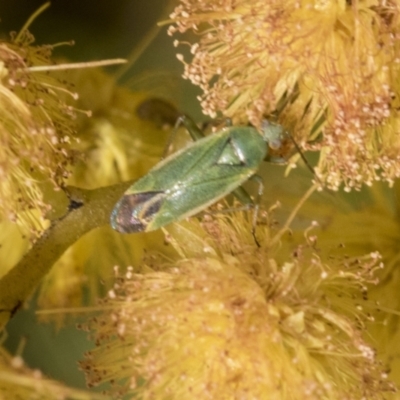 Amblypelta nitida (Fruit-spotting bug) at Scullin, ACT - 14 Sep 2021 by AlisonMilton