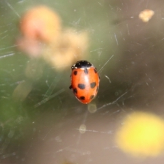 Hippodamia variegata (Spotted Amber Ladybird) at Red Hill Nature Reserve - 15 Sep 2021 by LisaH