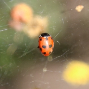 Hippodamia variegata at Deakin, ACT - 15 Sep 2021