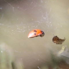 Hippodamia variegata at Deakin, ACT - 15 Sep 2021