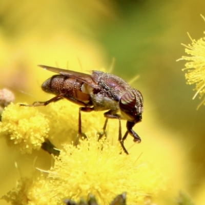 Stomorhina discolor (Snout fly) at Red Hill Nature Reserve - 15 Sep 2021 by LisaH