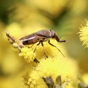 Stomorhina discolor at Deakin, ACT - 15 Sep 2021