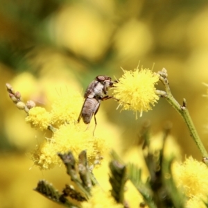 Stomorhina discolor at Deakin, ACT - 15 Sep 2021