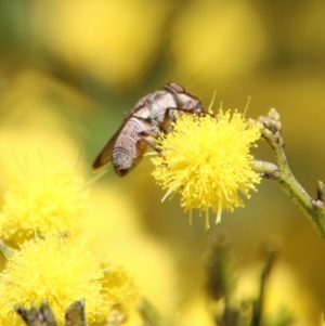 Stomorhina discolor at Deakin, ACT - 15 Sep 2021