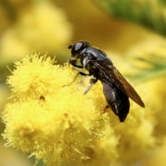 Unidentified Hover fly (Syrphidae) at Deakin, ACT - 15 Sep 2021 by LisaH