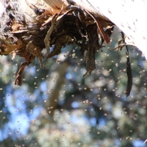 Apis mellifera at Red Hill, ACT - 15 Sep 2021