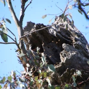 Apis mellifera at Red Hill, ACT - 15 Sep 2021