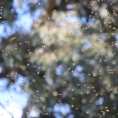 Apis mellifera at Red Hill, ACT - 15 Sep 2021