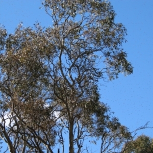 Apis mellifera at Red Hill, ACT - 15 Sep 2021