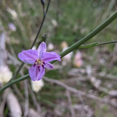 Arthropodium strictum (Chocolate Lily) at Nail Can Hill - 15 Sep 2021 by Darcy