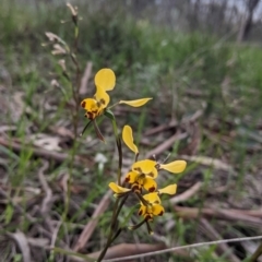 Diuris pardina (Leopard Doubletail) at Albury - 15 Sep 2021 by Darcy