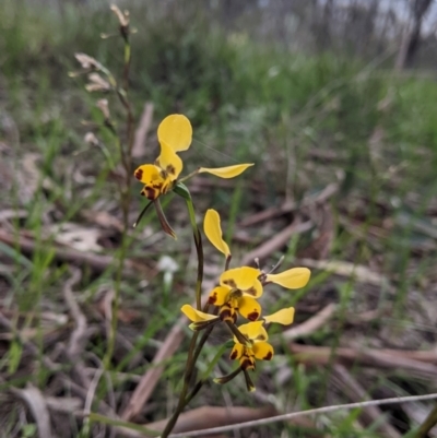 Diuris pardina (Leopard Doubletail) at Nail Can Hill - 15 Sep 2021 by Darcy