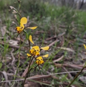 Diuris pardina at West Albury, NSW - suppressed