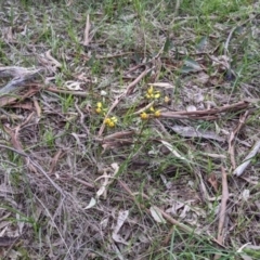 Diuris pardina at West Albury, NSW - suppressed