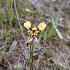 Diuris pardina (Leopard Doubletail) at West Albury, NSW - 15 Sep 2021 by Darcy