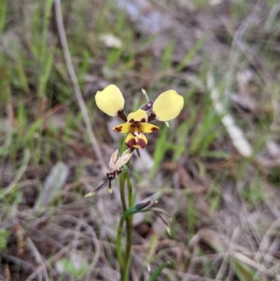 Diuris pardina (Leopard Doubletail) at West Albury, NSW - 15 Sep 2021 by Darcy