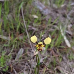 Diuris pardina at West Albury, NSW - suppressed