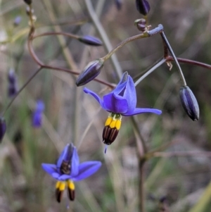 Dianella revoluta var. revoluta at West Albury, NSW - 15 Sep 2021 04:01 PM