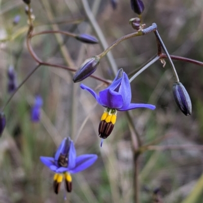 Dianella revoluta var. revoluta (Black-Anther Flax Lily) at Nail Can Hill - 15 Sep 2021 by Darcy