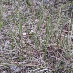 Dianella revoluta var. revoluta at West Albury, NSW - 15 Sep 2021 04:01 PM