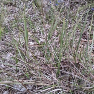 Dianella revoluta var. revoluta at West Albury, NSW - 15 Sep 2021 04:01 PM