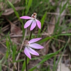 Caladenia carnea (Pink Fingers) at West Albury, NSW - 15 Sep 2021 by Darcy