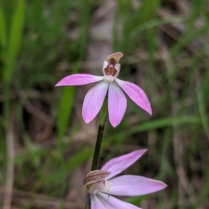 Caladenia carnea at West Albury, NSW - suppressed