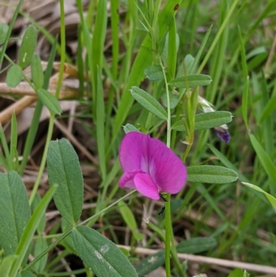 Vicia sativa (Common Vetch) at Nail Can Hill - 15 Sep 2021 by Darcy