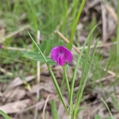 Vicia sativa at West Albury, NSW - 15 Sep 2021 04:04 PM