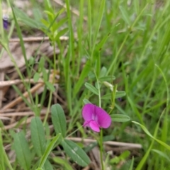 Vicia sativa at West Albury, NSW - 15 Sep 2021 04:04 PM