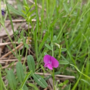 Vicia sativa at West Albury, NSW - 15 Sep 2021 04:04 PM